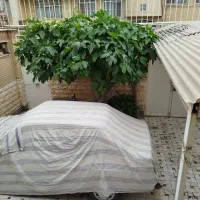 ویلایی-180متری