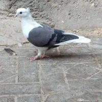 پشت دار و دم سفید