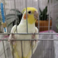 فروش عروس هلندی