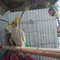 عروس هلندی نروماده