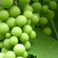 غوره درجه 1