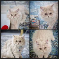 فروش گربه پرشین نر اگزوتیک لانگ هیر