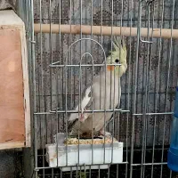 عروس هلندی