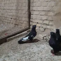 سینه سیاه غره .سینه یال دار