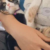 واگذاری گریه