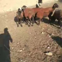 میش تخمی