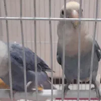 یک جفت کوتوله برزیلی اوپال آبی کاربنی