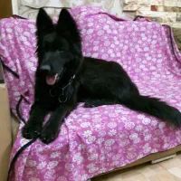 سگ ژرمن بلک شولاین