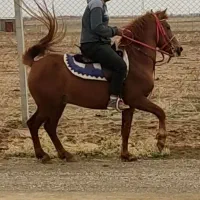 نریان کرد