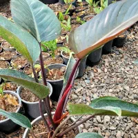 گل طبیعی|گل و گیاه طبیعی|مشهد, فرهنگ|دیوار