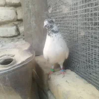 کبوتر پرشی