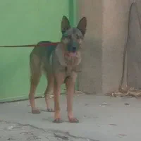 سگ نگهبان ژرمن ورک