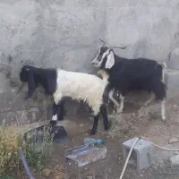 بز و
