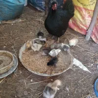 جوجه های محلی باسنین مختلف