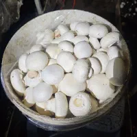 خرید و فروش کمپوست و قارچ