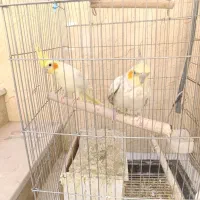 یک جفت عروس هلندی با دو عدد جوجه