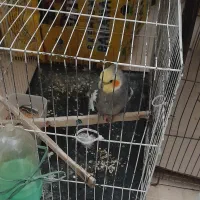 عروس هلندی ومینا