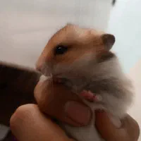 همستر صورت خرسی