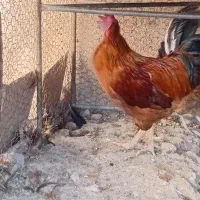خروس
