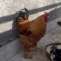 خروس برهما