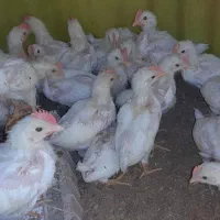 جوجه گوشتی یک ماهه راس308