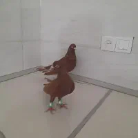 چندجفت کفترسالم