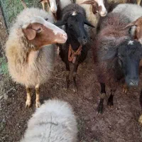 گوسفند داشتی