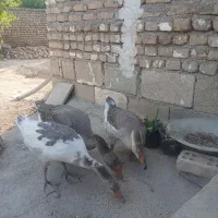 سلام ۳عدد قاز فروشی