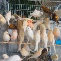 ۷۷ عدد قناری رسمی نروماده جوان موزاییکی نگرو سوخته