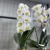ارکیده گلدانی ممتاز