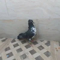 کفتر|پرنده|مرودشت, پشت سایپا‎|دیوار