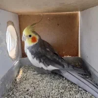 یک جفت عروس هلندی مولد