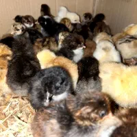 جوجه تخم گذار گلپایگانی ومحلی