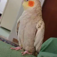 عروس زیبا و باهوش