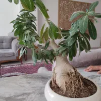 گل بن سای