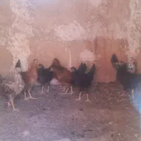 مرغ و خروس گلین لری