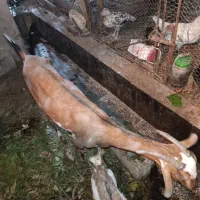 فروش یک کهره ماده دوساله و بچه ماده چهار ماهه آن