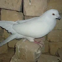 کبوتر کفتر