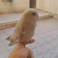 طوطی برزیلی کاملا رام و دستی و باهوش