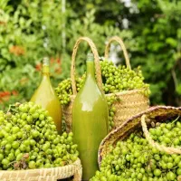 فروش فوری ابغوره تازه و خانگی