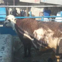 یه قوچ افشاری درجه یک افشاری