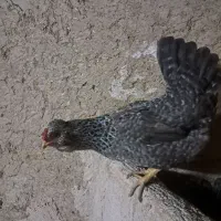 تخم مرغ نطفه دار گلین
