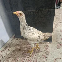 مرغ و خروس