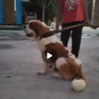 سنت برنارد