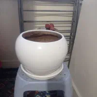 گلدان نو