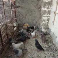 کفتر فروشی