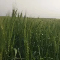 زمین کشاورزی دیم اطراف دهلران می گیرم