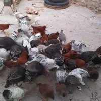 بوقلمون،جوجه محلی و مرغ تخم گذار