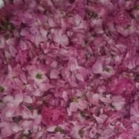 مقداری گل محمدی تازه