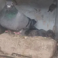 کفتر|پرنده|بیرجند, |دیوار